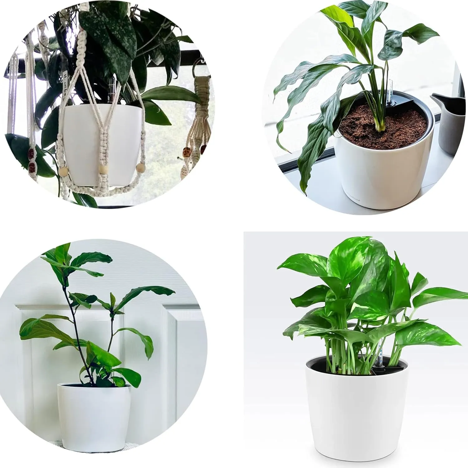 5 Pack 7 Inch Self Watering Planter for Indoor Plants, White Decorative Round Plastic Self Watering Pots with Level Indicators for Soil Planting, Flowers, Herb, African Violet, Succulent