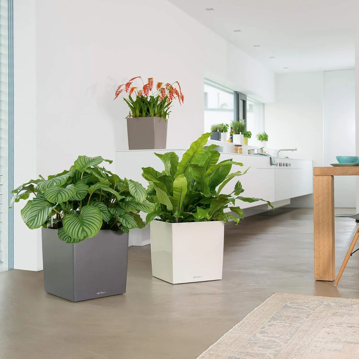 Lechuza Cube 50 Large Flower Indoor/Outdoor Garden Floor Self-Watering Planter with Drainage Hole with Plant Substrate Contemporary Poly-Resin H50 L50 W50 cm White 13 Kg